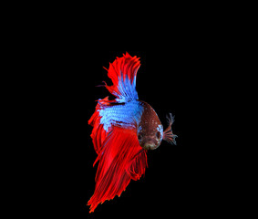 Obraz premium red and blue siamese betta fighting fish full tail and fin isola
