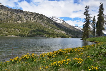 Naklejka na ściany i meble Swiss Alps-view on the lake Silvaplana