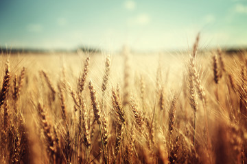 Naklejka premium golden wheat field and sunny day