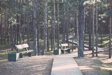 autumn colored tourism trail in the woods. Vintage.