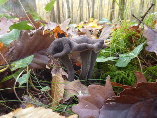 Trompette de la mort Champignon