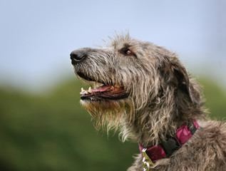 Irish Wolfhound dog