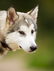 Obraz premium Face of Alaskan Malamute Dog