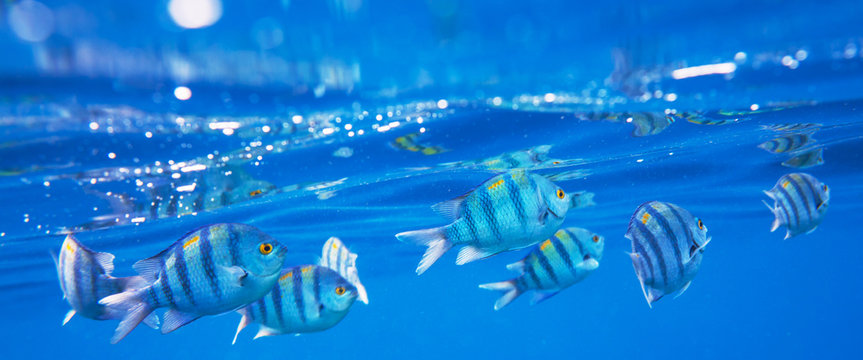 Fototapeta Coral fish
