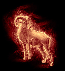 portrait of a ram