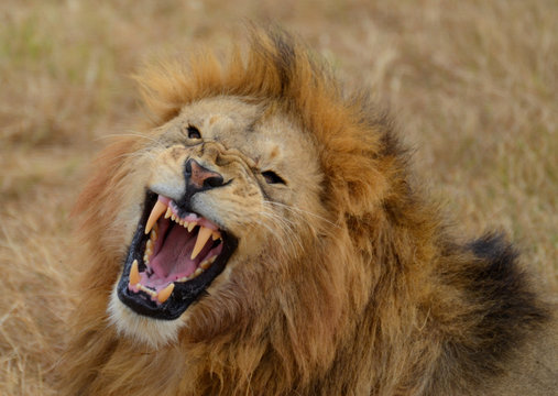 Fototapeta Roaring Lion 3