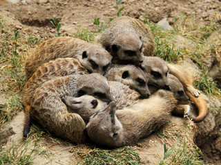 Erdmännchen