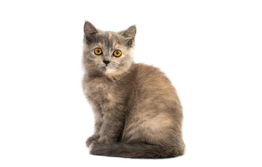 gray kitten