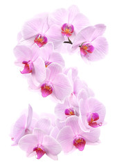 Fototapeta na wymiar letter S from orchid flowers