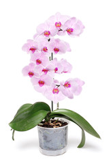 Pink orchid