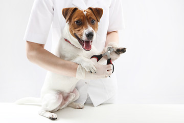 Pies u weterynarza, obcinanie pazurów - obrazy, fototapety, plakaty