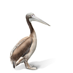 baby bird of a pelican