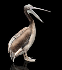 baby bird of a pelican