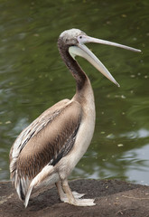 Fototapeta na wymiar baby bird of a pelican