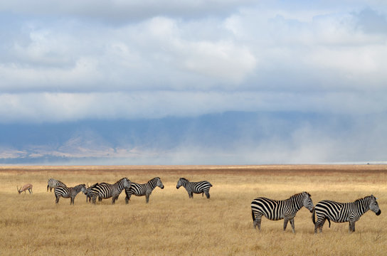 Fototapeta Zebras and antelope