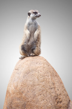 one cute little meerkat