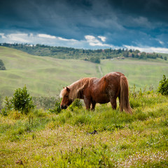 Horse in Tuscany