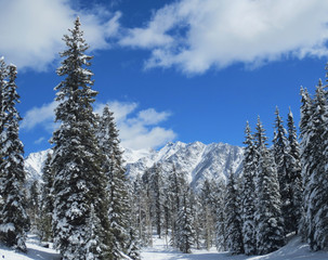 Winter Scene - Rocky Mountains