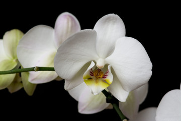Naklejka na ściany i meble white orchid flower on black background