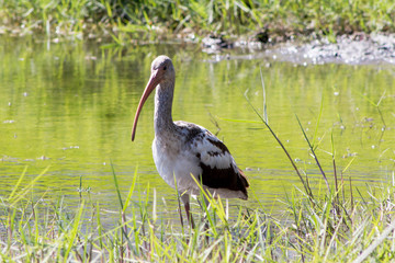 Ibis in the lake