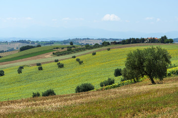 Fototapeta na wymiar Summer landscape in Marches (Italy)