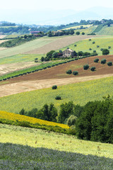 Summer landscape in Marches (Italy)