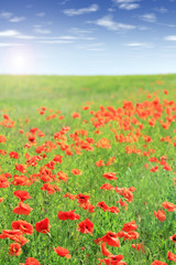 Beautiful poppy flowers in the field
