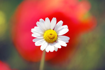 Beautiful daisy flower, outdoors
