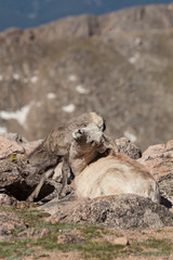 Bighorn Sheep Ewe and Lamb