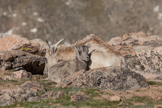 Bighorn Sheep Ewe and Lamb Bedded