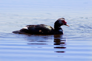 Muscovy Duck in the grass