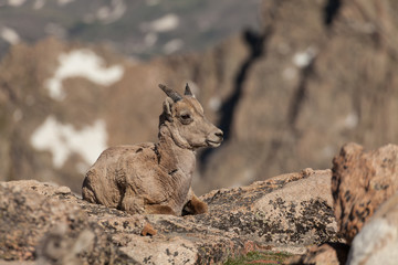 Bighorn Sheep ewe Bedded