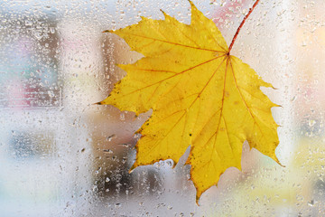 Naklejka na ściany i meble Autumn leaf on window glass close-up