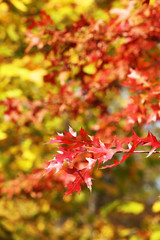 Beautiful autumn leaves, close-up