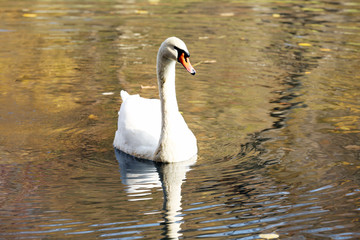 White swan on lake