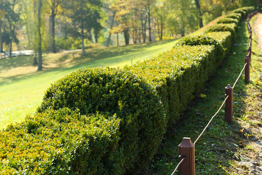 Beautiful Boxwood Shrubs In Park