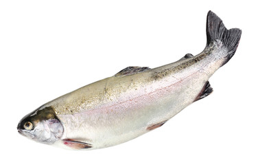Fresh trout fish isolated on white