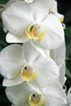 White Orchid