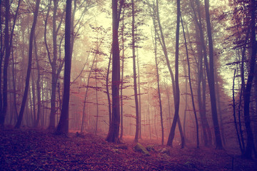 Vintage magic red color forest