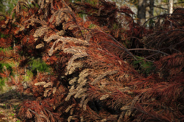 old fir tree