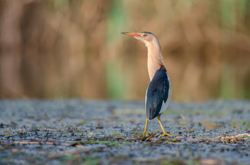 Little bittern