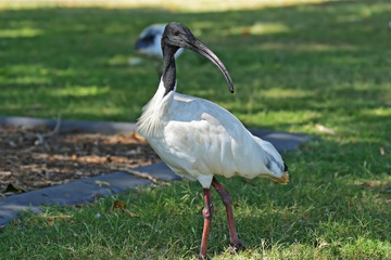Molukkenibis (Threskiornis molucca)