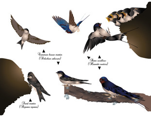Swallows