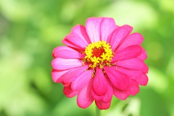 Pink zinnia flower