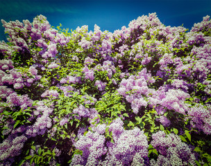 Lilac in spring