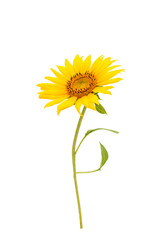 Sunflower flower