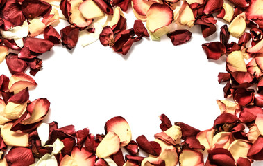 Roses flowers frame on white background card