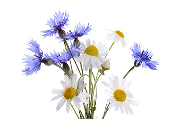 The beautiful cornflower and daisy isolated