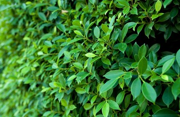 Fototapeta na wymiar green leaves wall