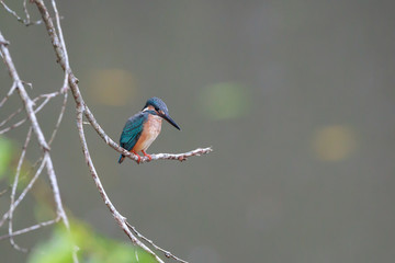 Common Kingfisher perched on a  small branch